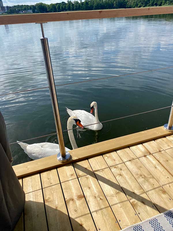 Besuch von den Schwänen Harold und Maude